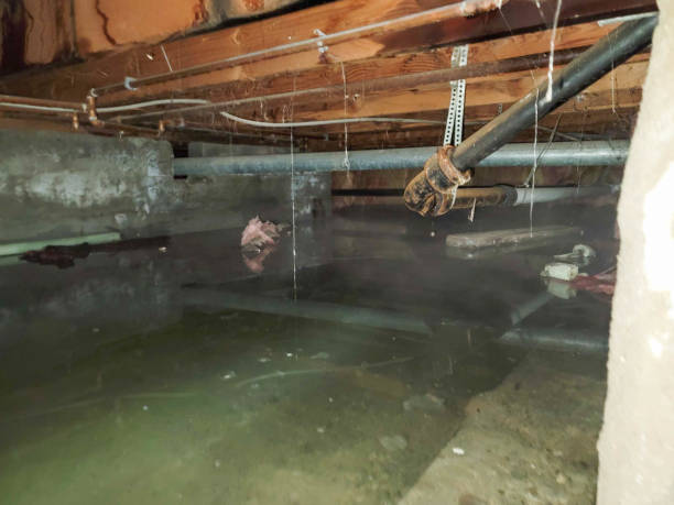 Best Basement water damage restoration  in Six Shooter Canyon, AZ